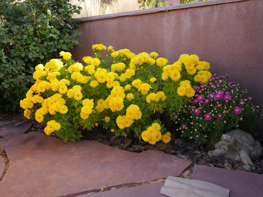 Flowers at DRC Flowers at DRC
