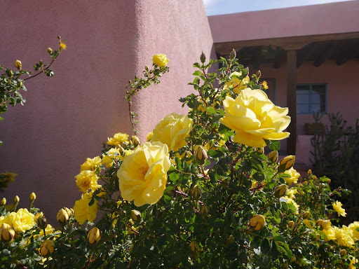 Flowers at DRC Flowers at DRC