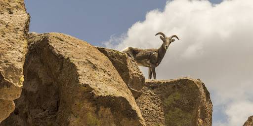 Mountain Goat on rocks Mountain Goat on rocks